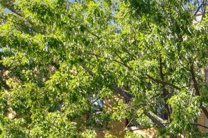 Exterior 1400-12 N. Honore St. Studio-2 Beds 0 for Rent