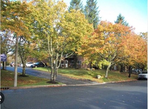 A tree with orange leaves is in the foreground of a street.