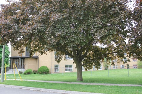 A tree with green leaves in front of a building.