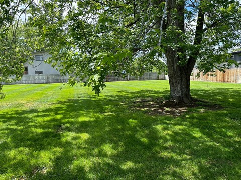 A tree in a grassy field with a building in the background.