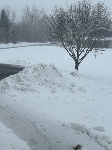 A tree stands alone in a snow bank.