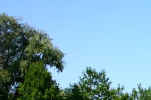 A basketball court is surrounded by a green lawn and trees.