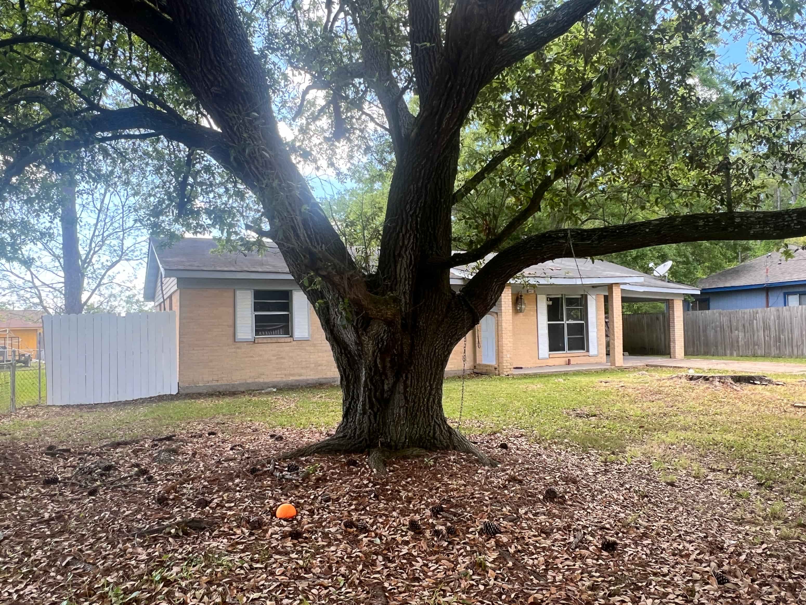 A tree in a yard with a house in the background.