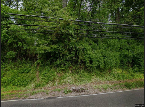 A road with a green bush on the side.