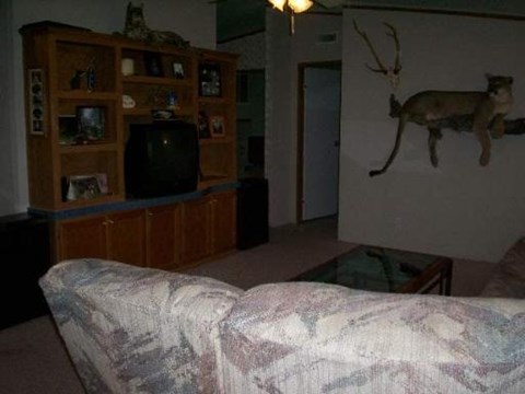 A living room with a couch and a deer head on the wall.