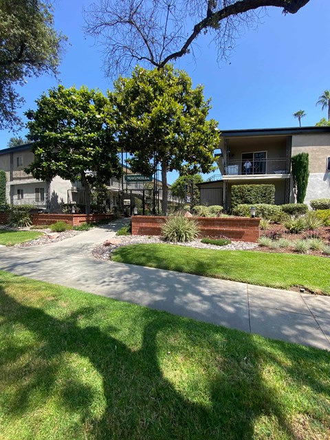 A tree with green leaves is in front of a house.