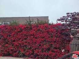 A wall of red flowers in front of a building.