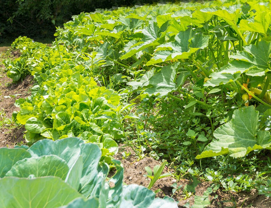 A garden with green plants and leaves.