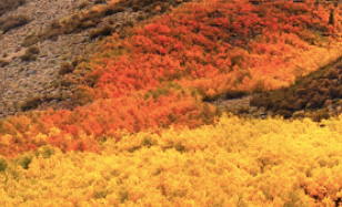 A field of yellow and orange flowers.