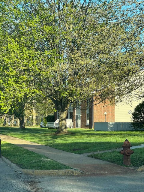A tree with green leaves is in front of a building.