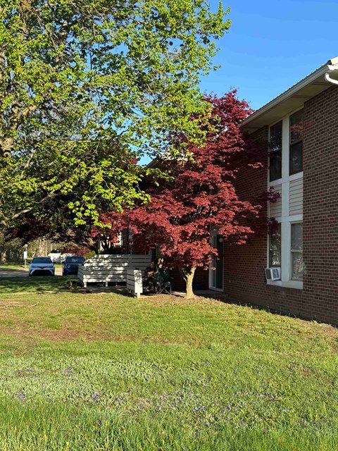 A tree with red leaves is in front of a brick building.