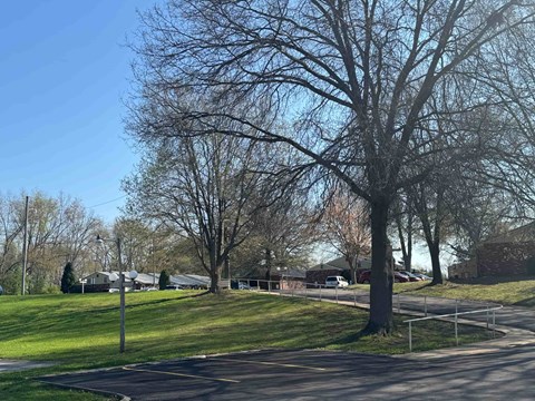 A tree with no leaves stands in a grassy area next to a road.