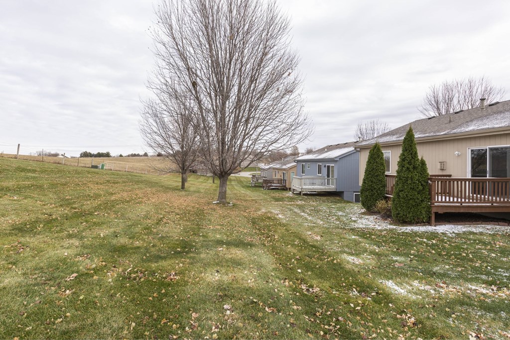 A leafless tree stands in a grassy field with houses in the background.