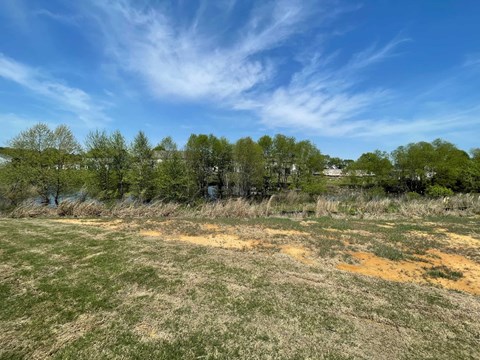 A field with patches of yellow and green grass under a blue sky with clouds.