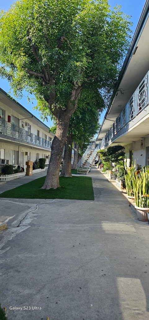 A tree in a courtyard with a building in the background.