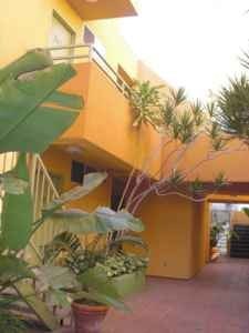 A yellow building with a plant in front.