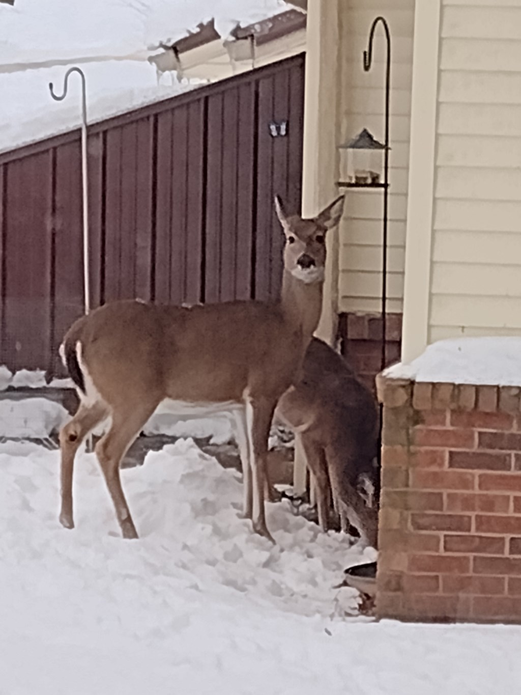 A deer standing in the snow next to a house.