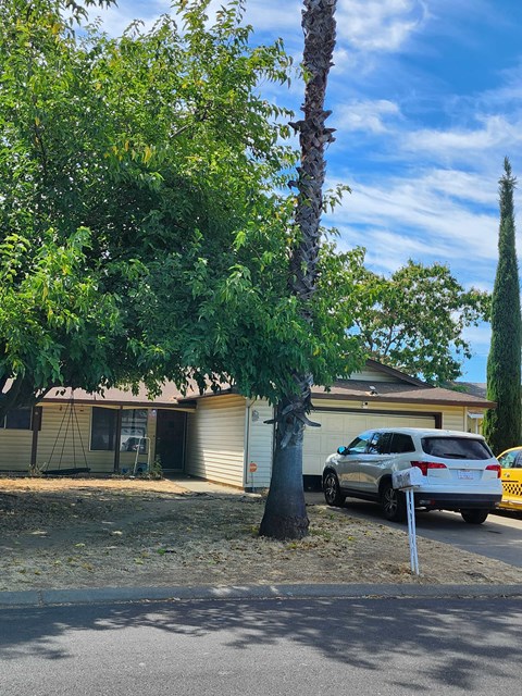 A tree in front of a house with a car parked in front of it.