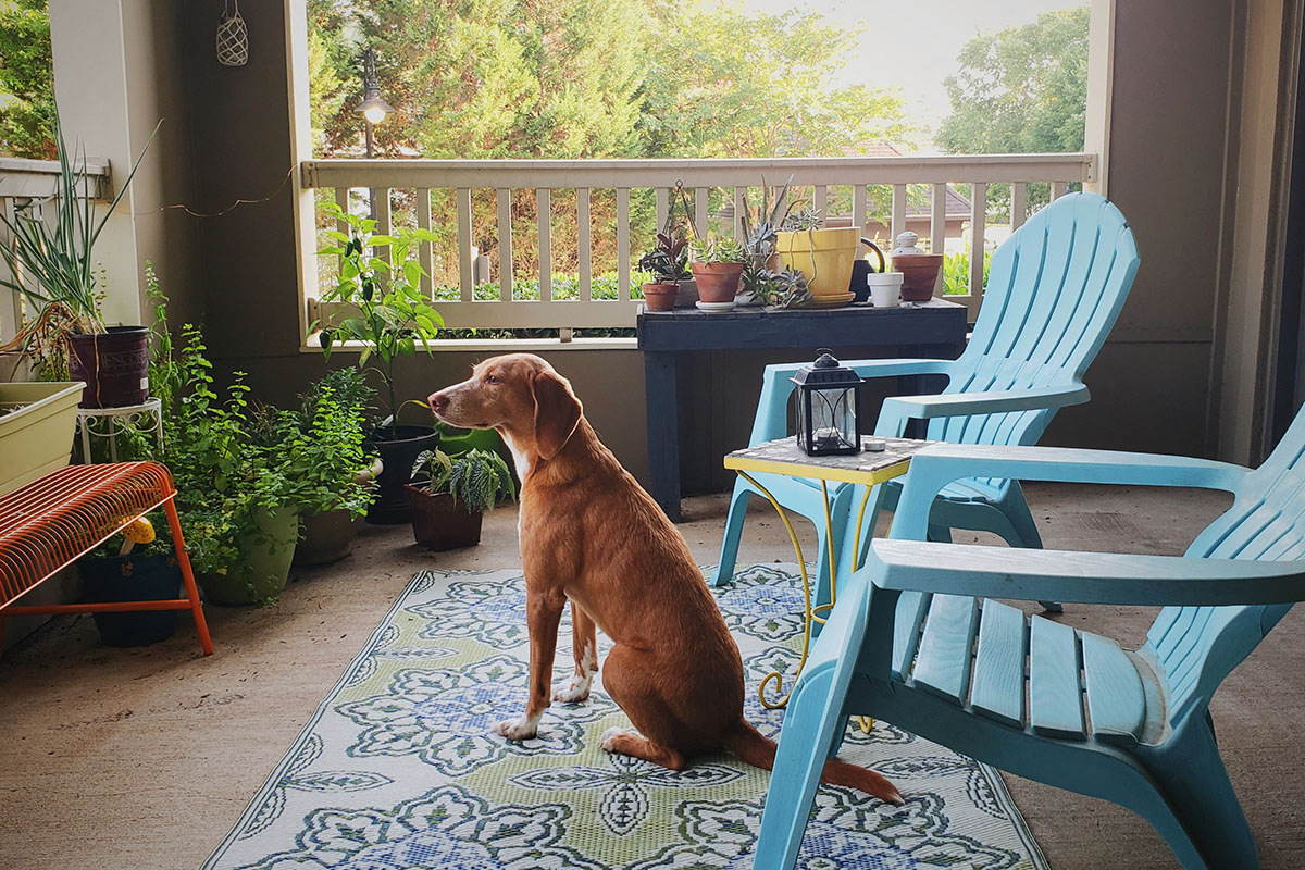 Pet-Friendly Apartments at Stone Creek at Brookhaven in North Druid Hills 30329