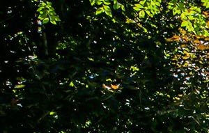 The Gardens Of East Cobb Apartment Homes Apartments In Marietta Ga