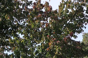 Glen Park Apartments Beautiful Forest Setting Beautiful Forest Setting at Powder Springs Apartments - Photo Gallery 3