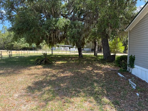 A backyard with a white fence and a tree with Spanish moss hanging from it.