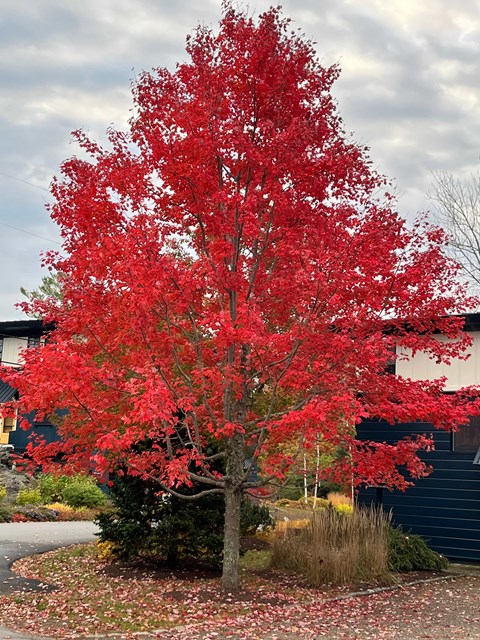 A tree with red leaves in front of a building.