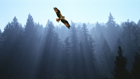 A bird is flying in a forest with sunbeams shining through the trees.