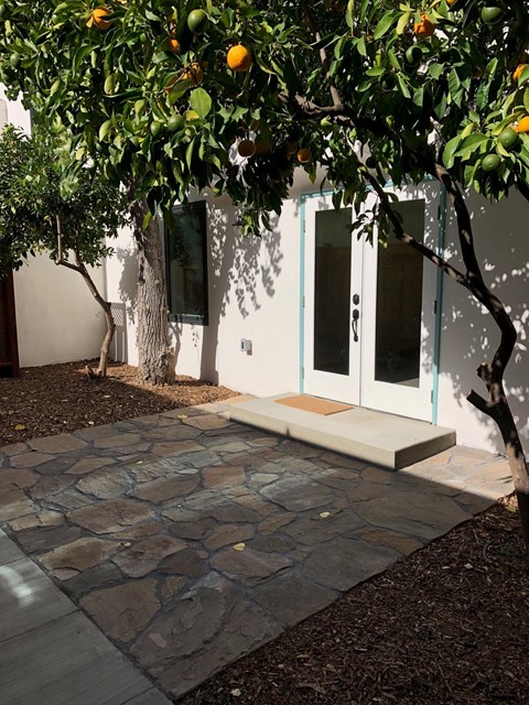 A tree with oranges growing on it is in front of a white building.