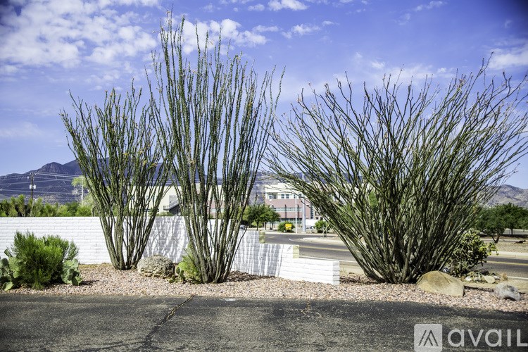 A cactus in a front yard with a house in the background.