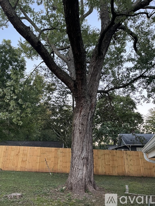 A tree stands in a yard with a wooden fence in the background.