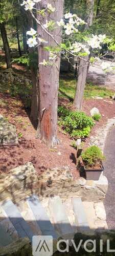 A garden with a tree and a stone path.