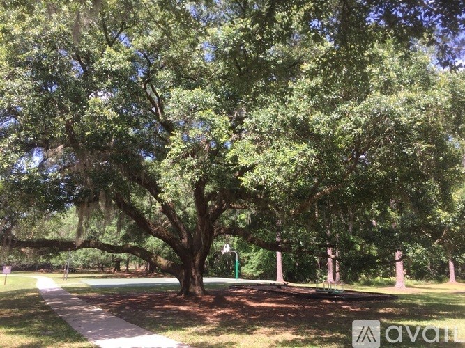 A park with a tree and a walking path.