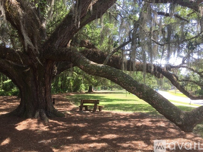 A large tree with a hanging branch and a bench underneath it.