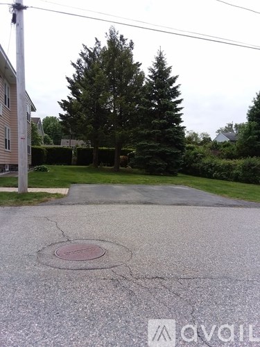 A tree is in the background of a driveway.