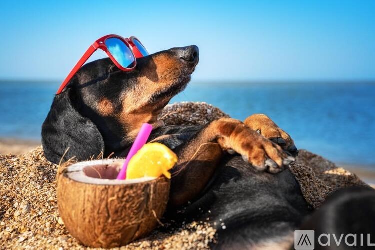 A dog wearing sunglasses is lying on a rock with a coconut drink in front of it.
