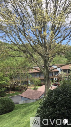 A tree with green leaves stands in front of a building.