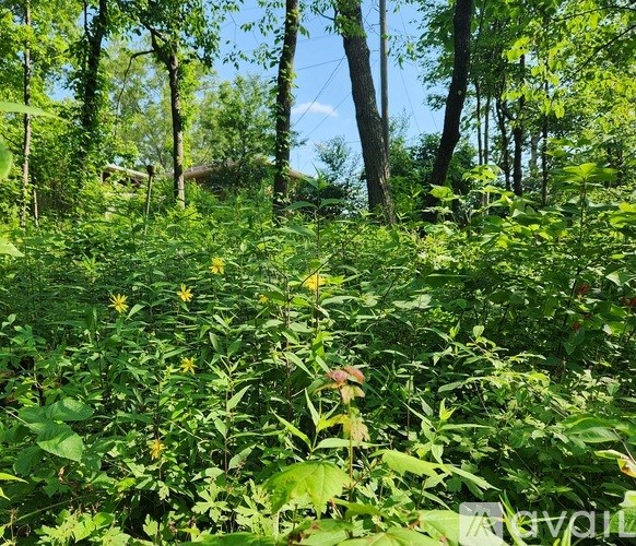 A lush green forest with a variety of plants and trees.