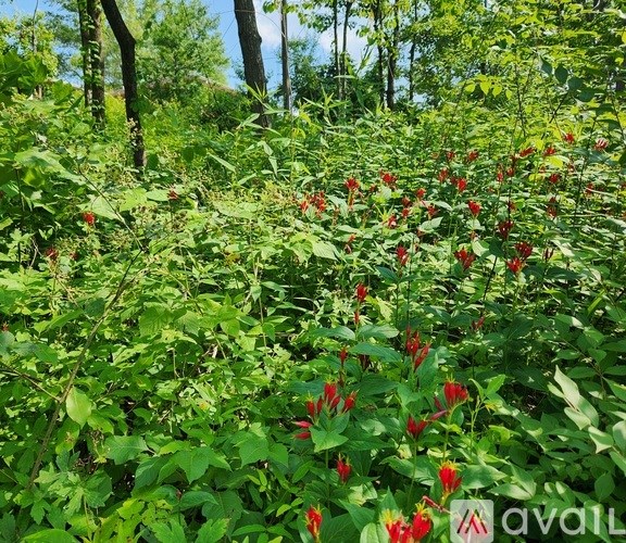 A cluster of red flowers in the middle of a green forest.