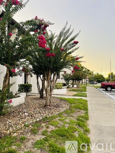 A tree with pink flowers is in the foreground of a residential street.