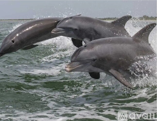 Two dolphins leaping out of the water.