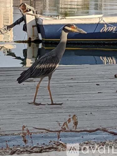 A grey heron stands on a dock by the water.