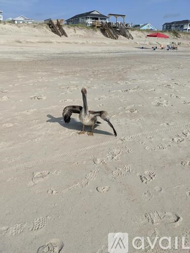 A bird is standing on a sandy beach.