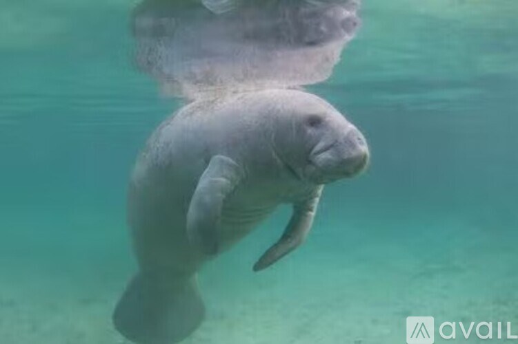 A manatee swims in clear blue water.