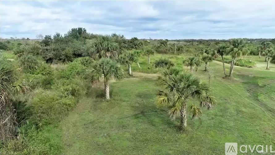 A grassy field with palm trees and a cloudy sky.