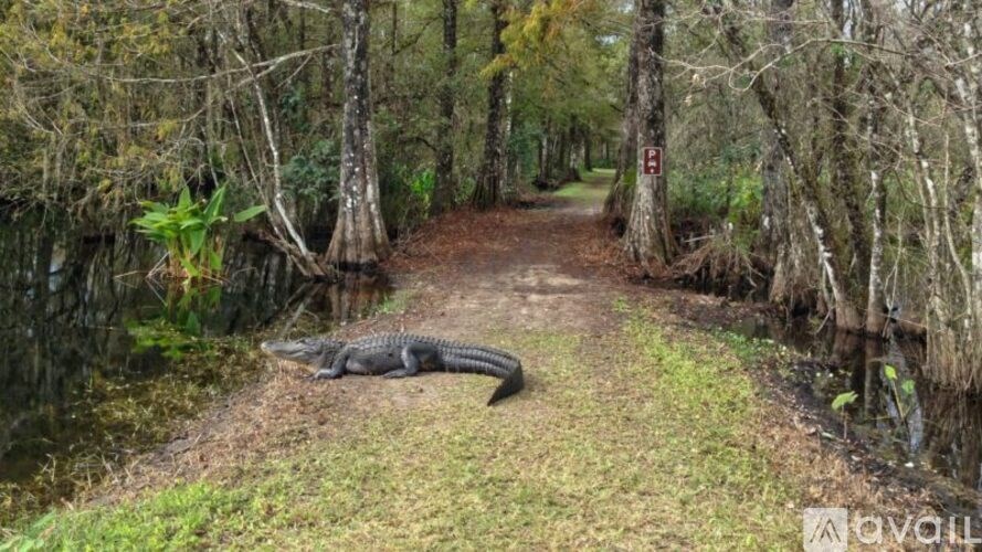 An alligator is laying on the ground in a wooded area.
