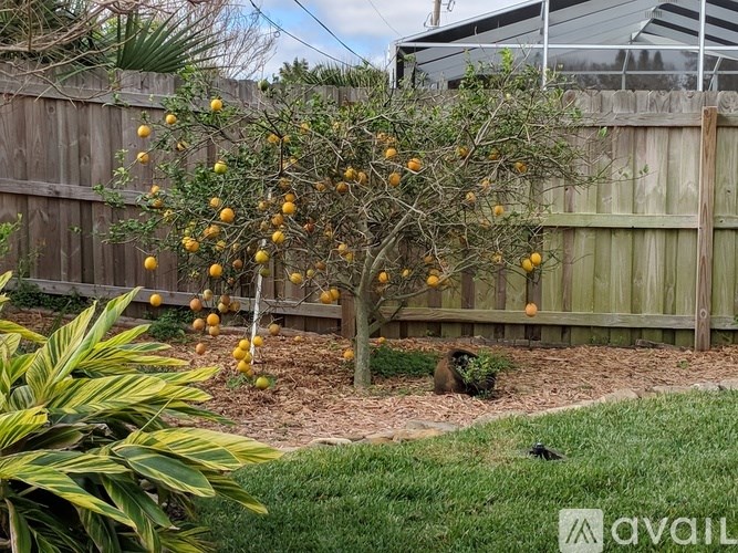 A tree with oranges growing on it in a backyard.