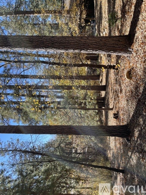 A reflection of trees and a wooden structure can be seen in the water.