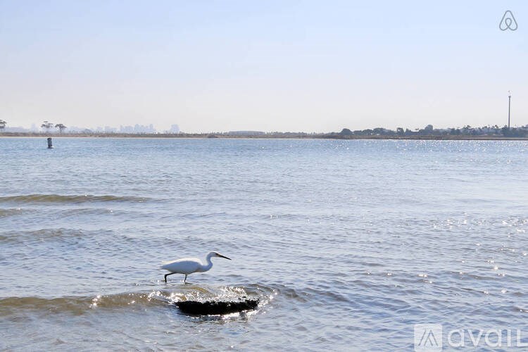 A white bird is standing on a rock in the water.