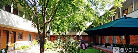 A tree in a courtyard surrounded by buildings.
